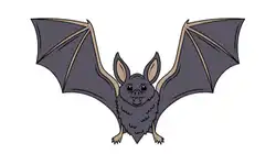 animals-name-bat