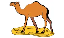 animals-name-camel