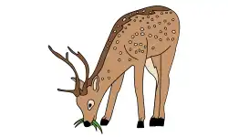 animals-name-deer