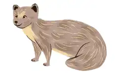 animals-name-mongoose