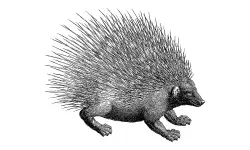 animals-name-porcupine