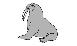 animals-name-walrus