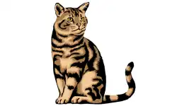 animals-name-wildcat 
