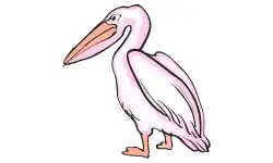 aquatic-animals-name-pelican