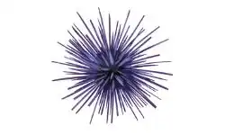 aquatic-animals-name-sea-urchin
