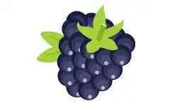 fruit-name-blackberry