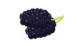 fruit-name-mulberry