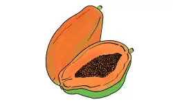 fruit-name-papaya
