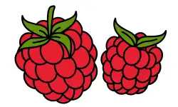 fruit-name-raspberry