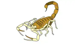 reptiles-name-scorpion