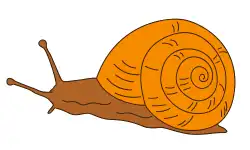 reptiles-name-snail